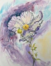 Matilija Poppy