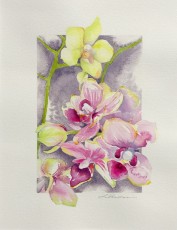 Orchid Show II
